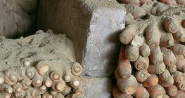 Gyökérzöldségek tárolása