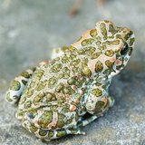 European green toad