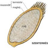 A búza szemtermése