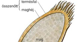 A búza szemtermése