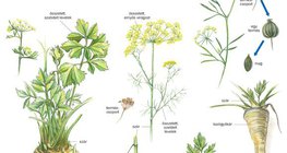 A sárgarépa rokonai