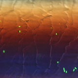 Fluoreszkáló baktériumok (E. coli) egy hajszálon