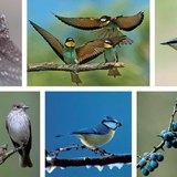 Kuvik · Gyurgyalagok · Csuszka · Szürke légykapó · Kékcinege · Mezei veréb