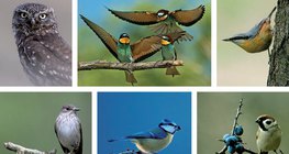 Kuvik · Gyurgyalagok · Csuszka · Szürke légykapó · Kékcinege · Mezei veréb