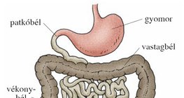 A vékony- és a vastagbél