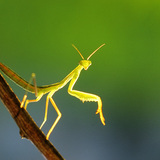 Praying mantis