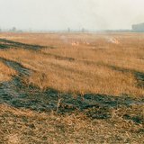 Stubble burning