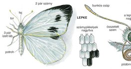 A káposztalepke felépítése