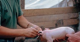 Munkában az állatorvos