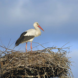 White stork on nest
