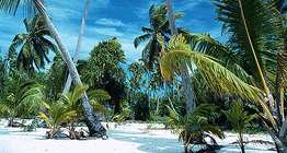 Pálmafák egy trópusi szigeten