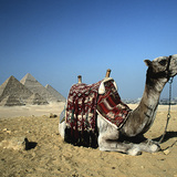 Camel at the Pyramids of Giza