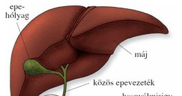 A patkóbélhez kapcsolódó szervek