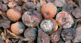 Moníliás termések: alma, körte, szilva