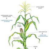 A kukorica felépítése