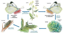 A káposztalepke teljes átalakulásos fejlődése