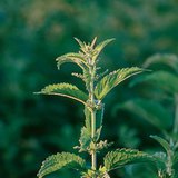 Stinging nettle