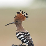 Hoopoe