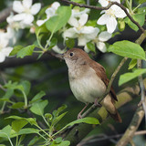 Common nightingale