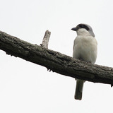 Lesser grey shrike