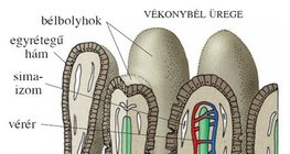 A bélbolyhok felépítése és működése