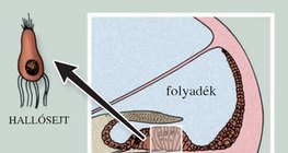 A csiga felépítése