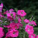 Petunia
