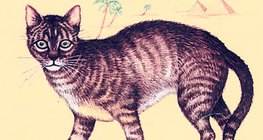 Núbiai macska, a házimacska őse