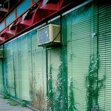 Kövek, betonrészek között élő növények