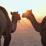 Camels in the desert