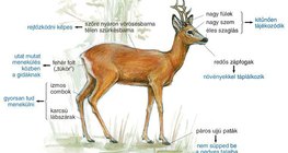 Az őz felépítése