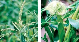 Kukorica egyivarú virágai és azok fejlődése