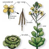 A fejes káposzta az 1. és a 2. évben