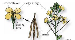 A fejes káposzta az 1. és a 2. évben