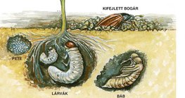 A cserebogár fejlődésének szakaszai