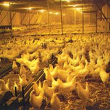 Large-scale poultry farming