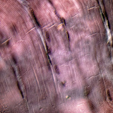 Striated muscle tissue