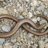 Slow worm