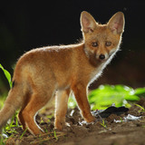 Fox cub