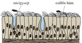 A légzőrendszer nyálkahártyájának felépítése