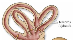 Az egyensúlyérző szerv a belső fülben