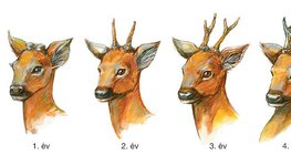 Az őzbak agancsának fejlődése