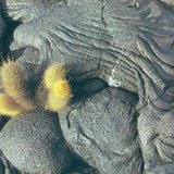 Megszilárdult láva