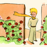 A kis herceg és a rózsák