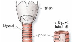 A légcső és a hörgők