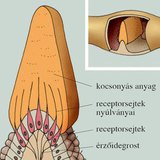 A receptorsejtek elrendeződése a félkörös ívjáratok öbleiben