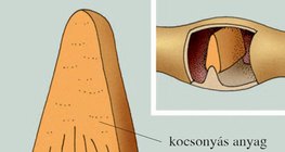 A receptorsejtek elrendeződése a félkörös ívjáratok öbleiben