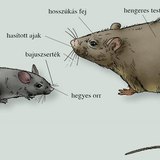 A házi egér és a vándorpatkány testének összehasonlítása
