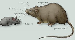 A házi egér és a vándorpatkány testének összehasonlítása
