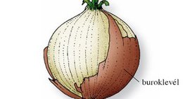 A hagyma és hosszmetszete